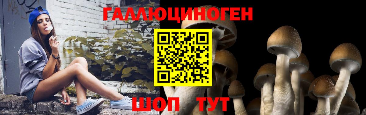 Галлюциногенные грибы Psilocybine cubensis Рузаевка